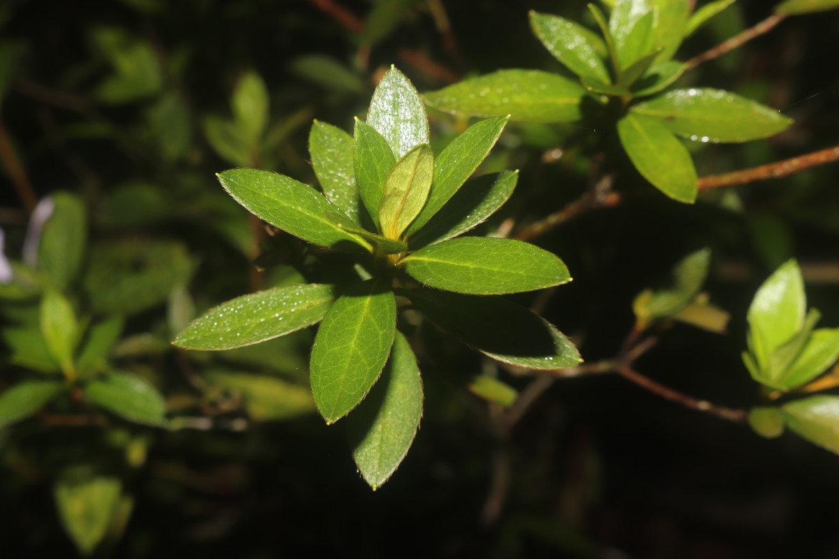 Rhododendron japonicum (A.Gray) Suringar